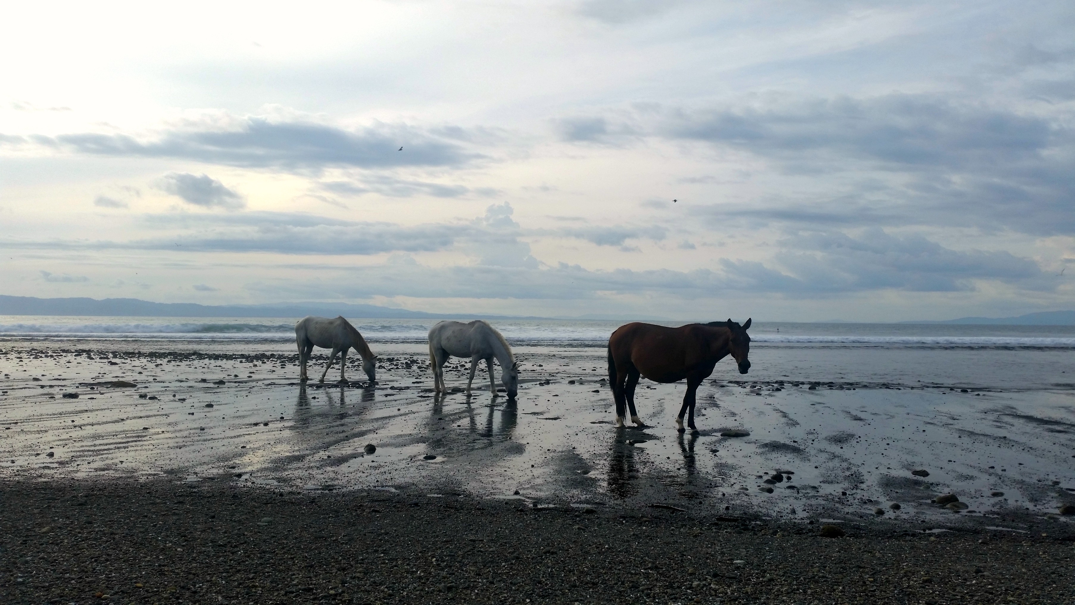 Wild Horses in Pavones