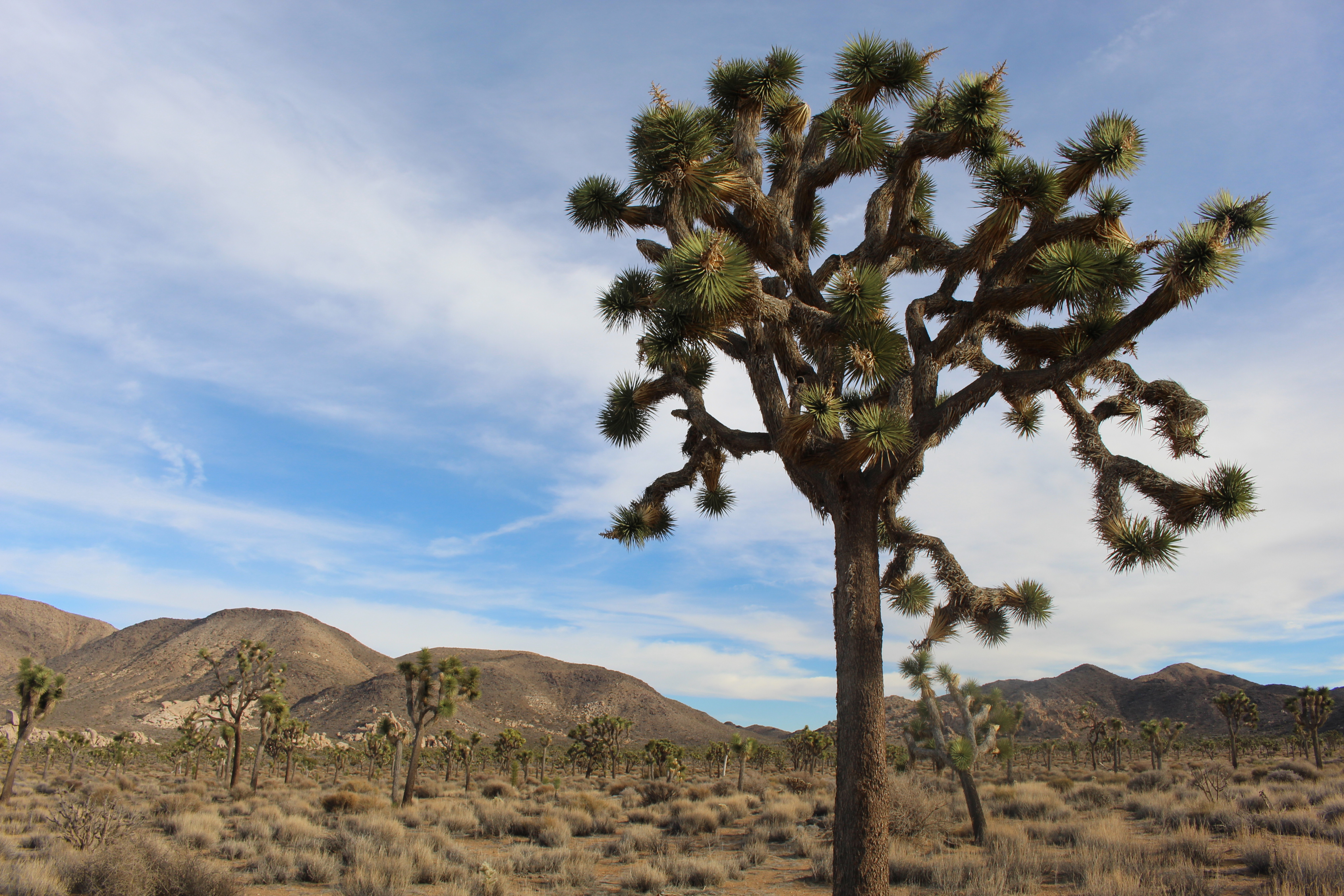 Joshua Tree