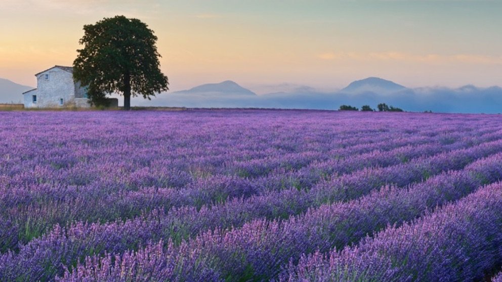 Verdon Gorge Lavendar Fields